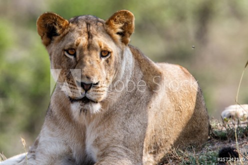 Picture of Portrait of a female lion in Sabi Sands Game Reserve in the Greater Kruger Region in South Africa